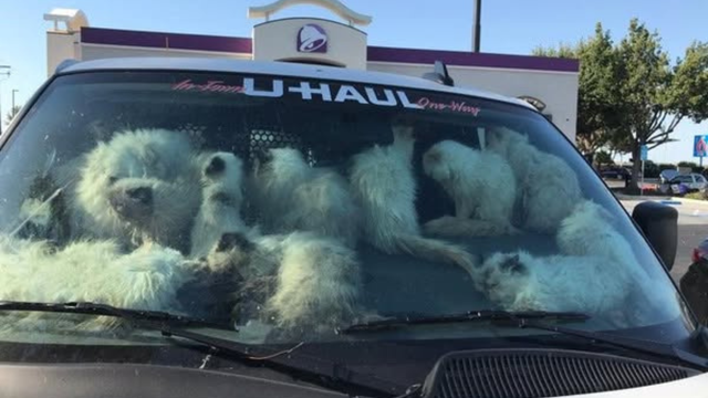 cats-in-van-santa-nella.png 