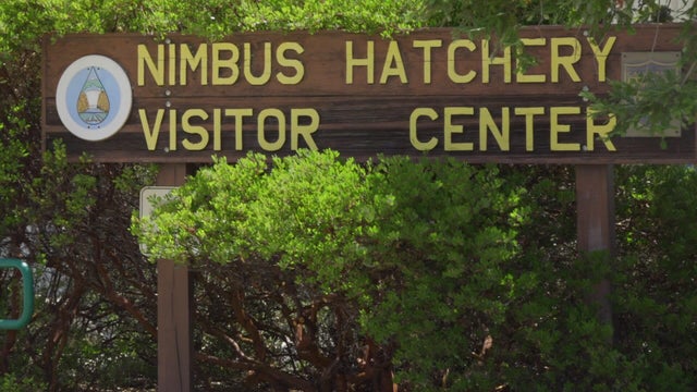 5a-vo-nimbus-hatchery-c-kmaxdnkr.jpg 