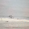 Video shows airborne shark hitting surfer's face in Florida