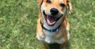 Dallas Animals Services launches "Mission Pawsible", waives pet adoption fees 