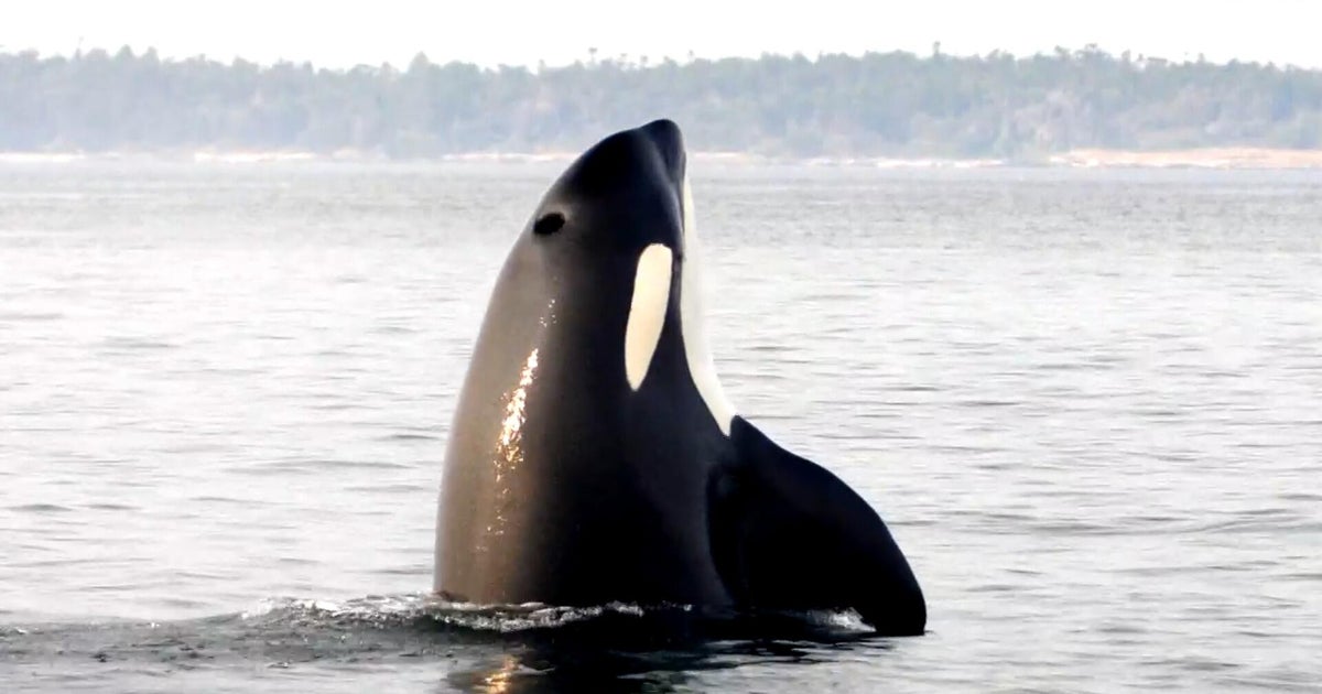 Puget Sound orca pod threatened by salmon decline