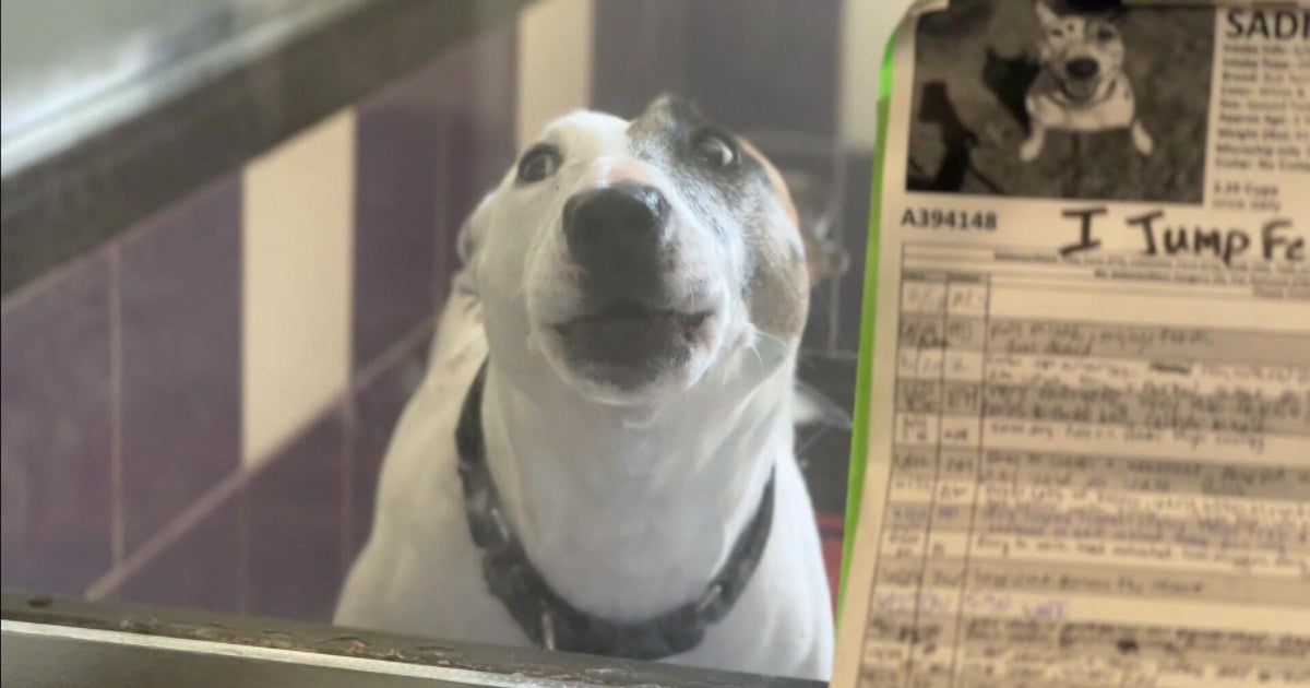 Animal intake on the rise as city shelter extends hours to increase adoptions 
