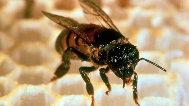 bee.jpg 