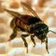 Superfood for bees to fight against threats developed using Bay Area gene editing technology 