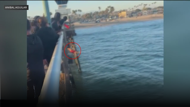 seal-beach-life-guard.png 