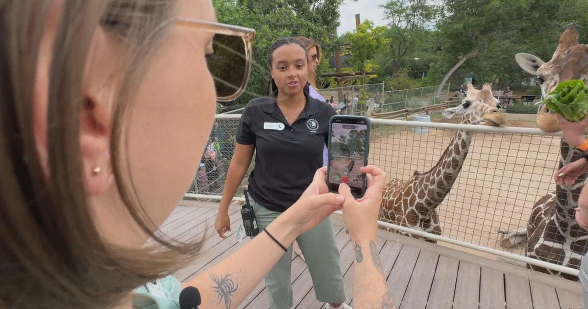 Denver Zoo showcases wild animal antics videos on social media 