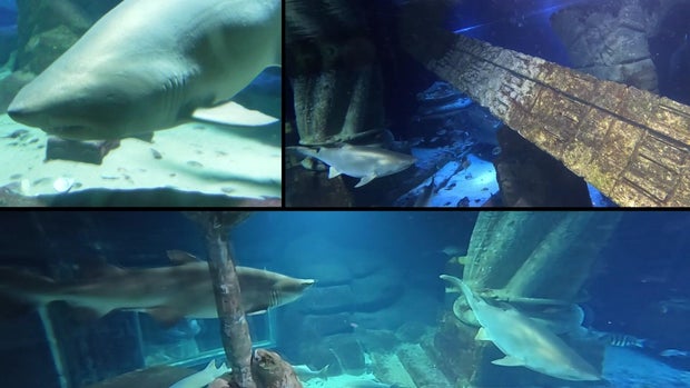Sharks in a shark tank 