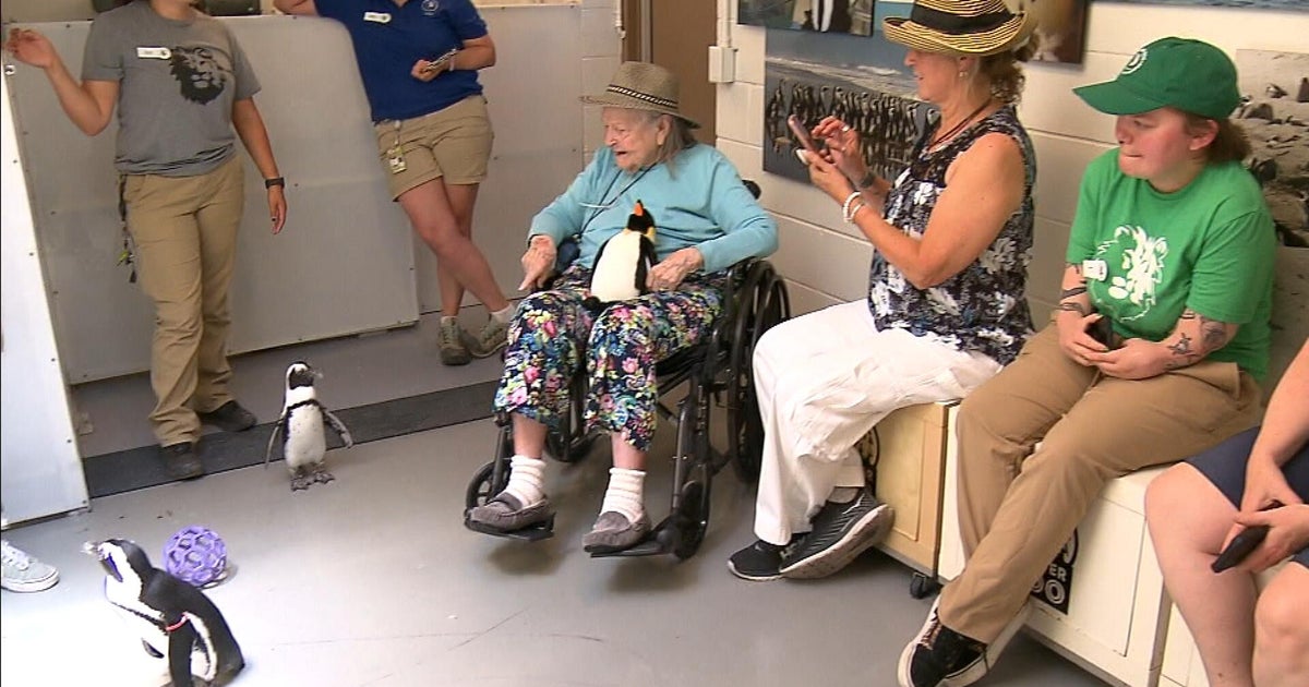Woman who was denied chance to meet penguins decades ago gets another chance 