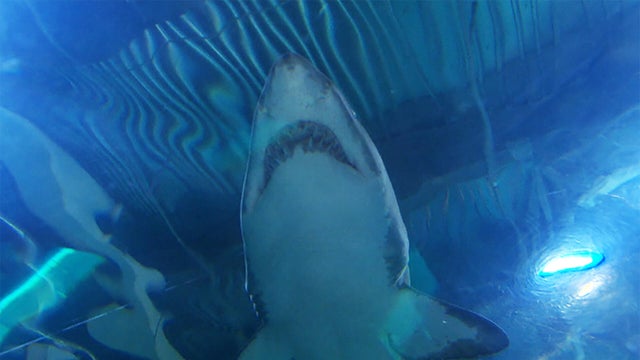 1916-shark-attack.jpg 