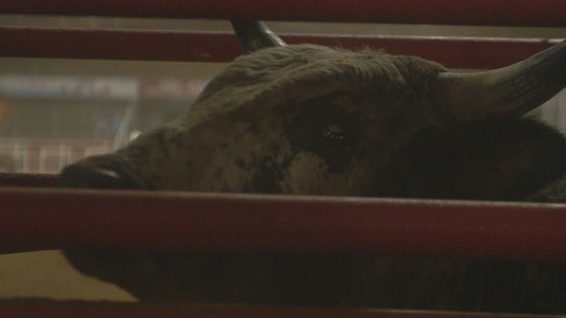 bull.jpg 