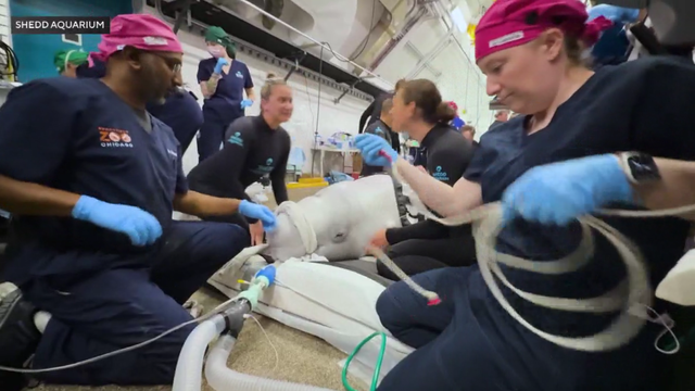 070325-beluga-whale-surgery-clean.png 