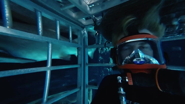 Dick Brennan underwater in a shark cage with a shark outside 
