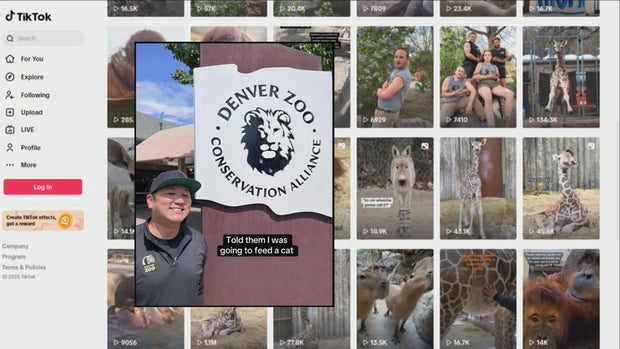 zoo-tiktok-pkg-transfer-frame-413.jpg 