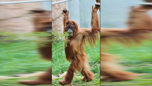 zoo-tiktok-pkg-transfer-frame-176.jpg 