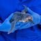 Same-sex penguin couple raising rare chick at zoo