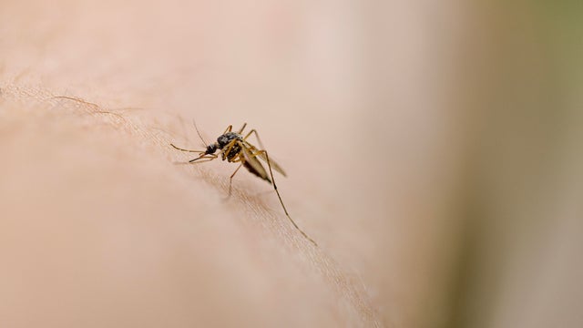 Biting mosquito 