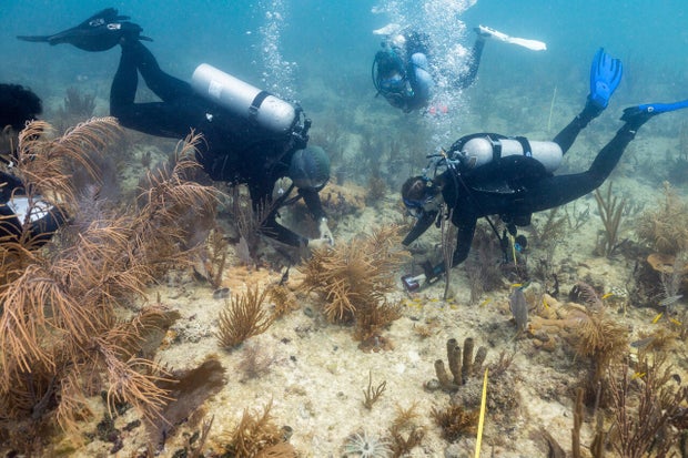 Coral Transplant-Florida 