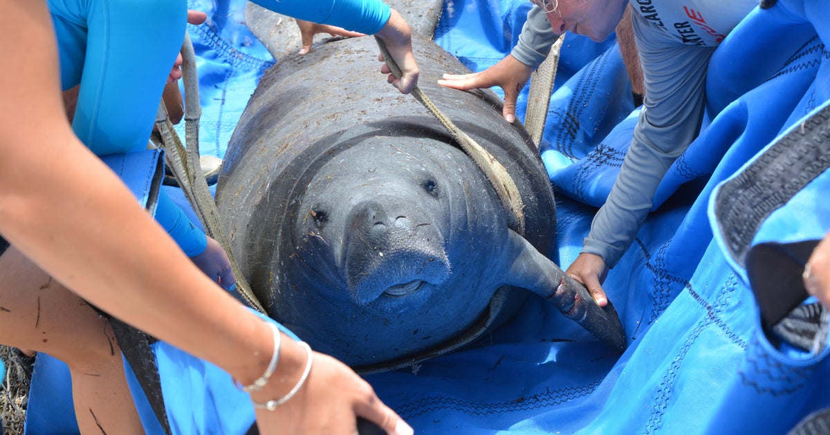 Manatee rescued from fishing line entanglement by Florida Keys team during multi-day mission