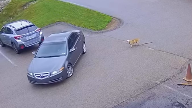 kdka-humane-animal-rescue-of-pittsburgh-dog-abandoned.png 
