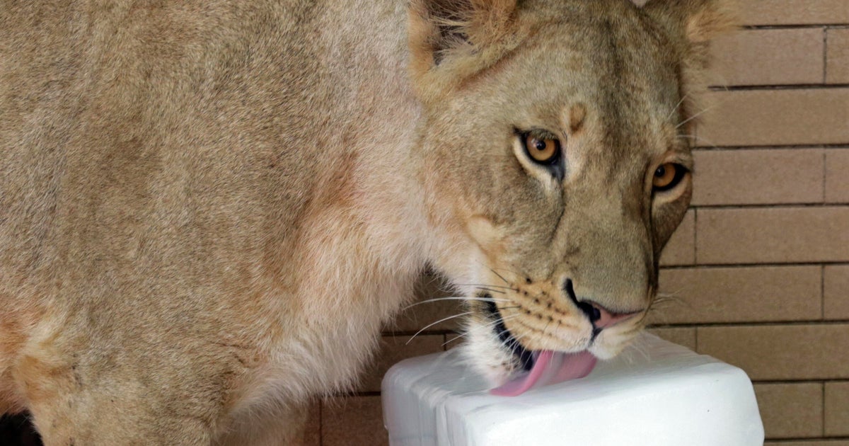 Escaped lion attacks woman and 2 children on busy street in Pakistan, video shows