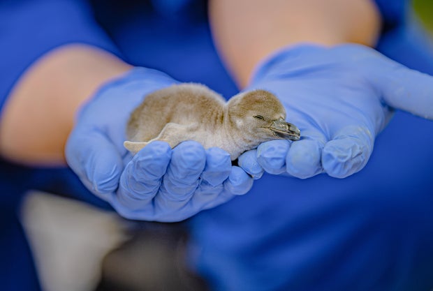 Chester Zoo penguin chick