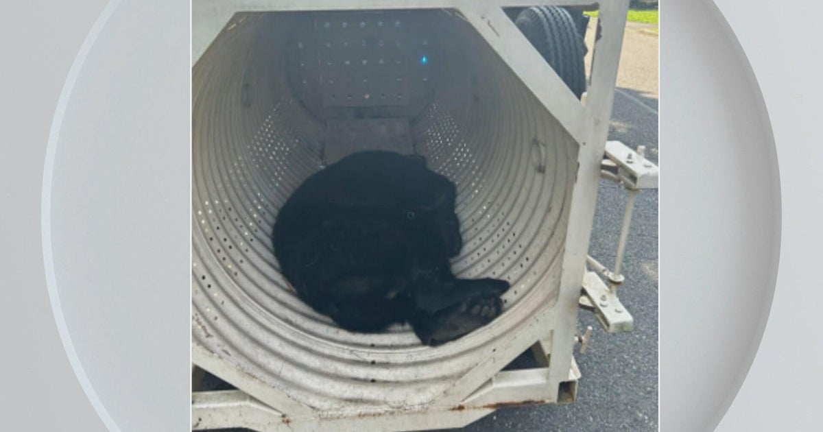 Black bear unharmed after being captured in Bucks County, Pa. 