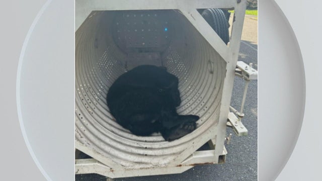 black-bear-captured.jpg 
