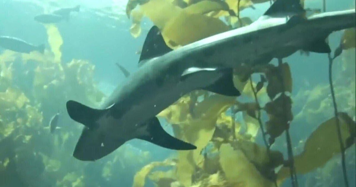 Inside the lab trying to change people's minds about sharks 