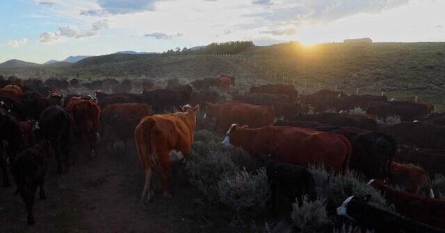 Riding along on the Green River Drift, the longest-running cattle drive left in Americ