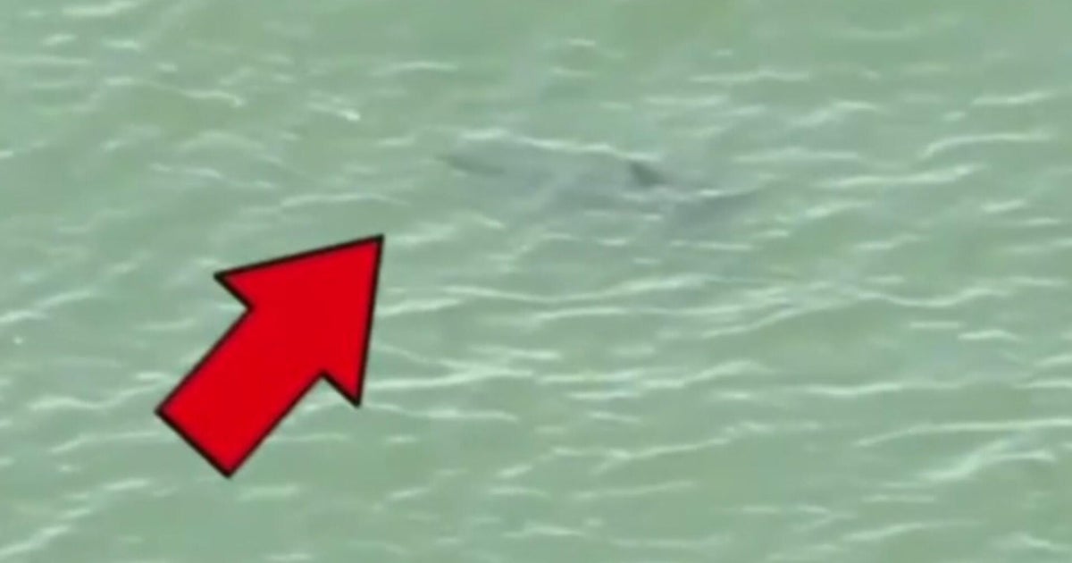 Rockaway Beach shark sightings keep swimmers out of water on 4th of July weekend 
