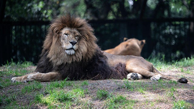                        Escaped zoo lion injures farmer in Turkey                   
