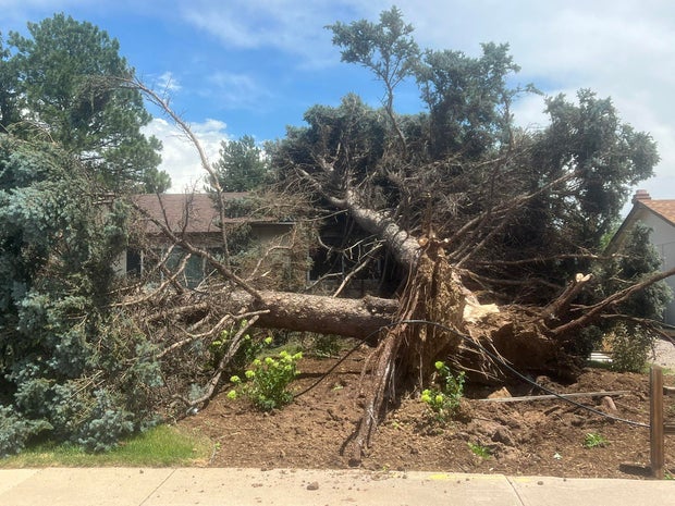 spruce-st-trees-down-south-metro-twitter.jpg 