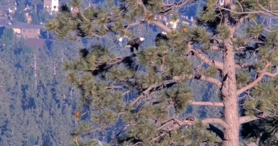 Jackie and Shadow return to Big Bear nest after Fourth of July fireworks 