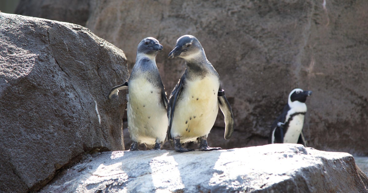 Penguins hatched at National Aviary join colony with new names 