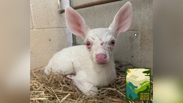 albino-deer-gold-country-wildlife.jpg 