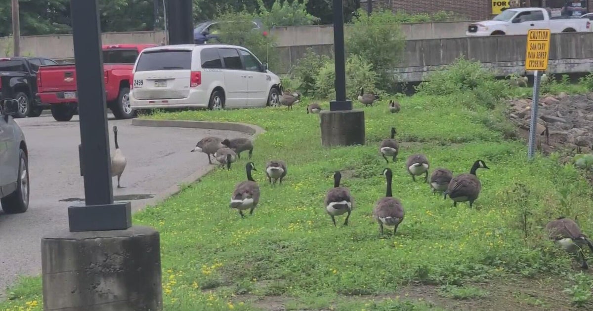 Canada geese causing problems on busy Route 8 in Shaler 