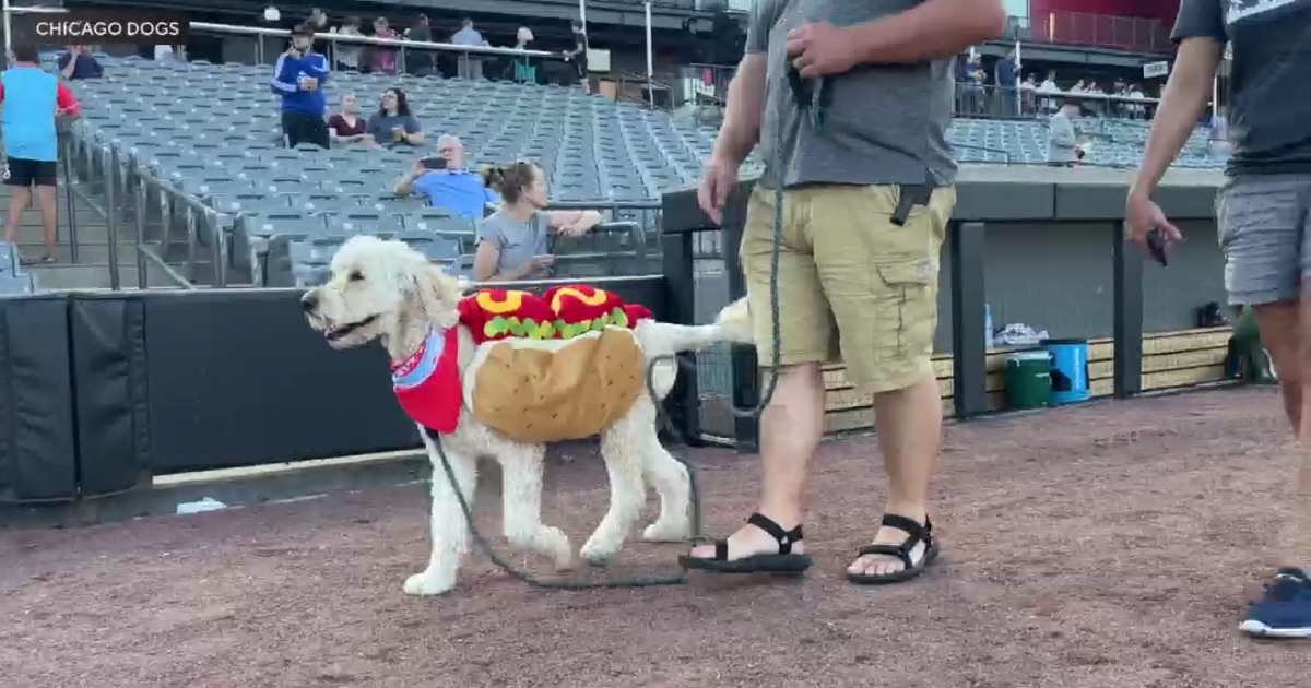 Chicago Dogs hosting Bark at the Ballpark game Tuesday night 