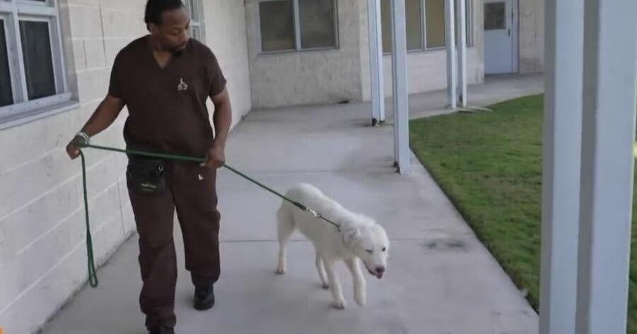 Palm Beach Sheriff’s Office enlists inmates to help with therapy dog program