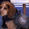 Freddie, the CBP beagle kicked at Dulles Airport, is returning to work