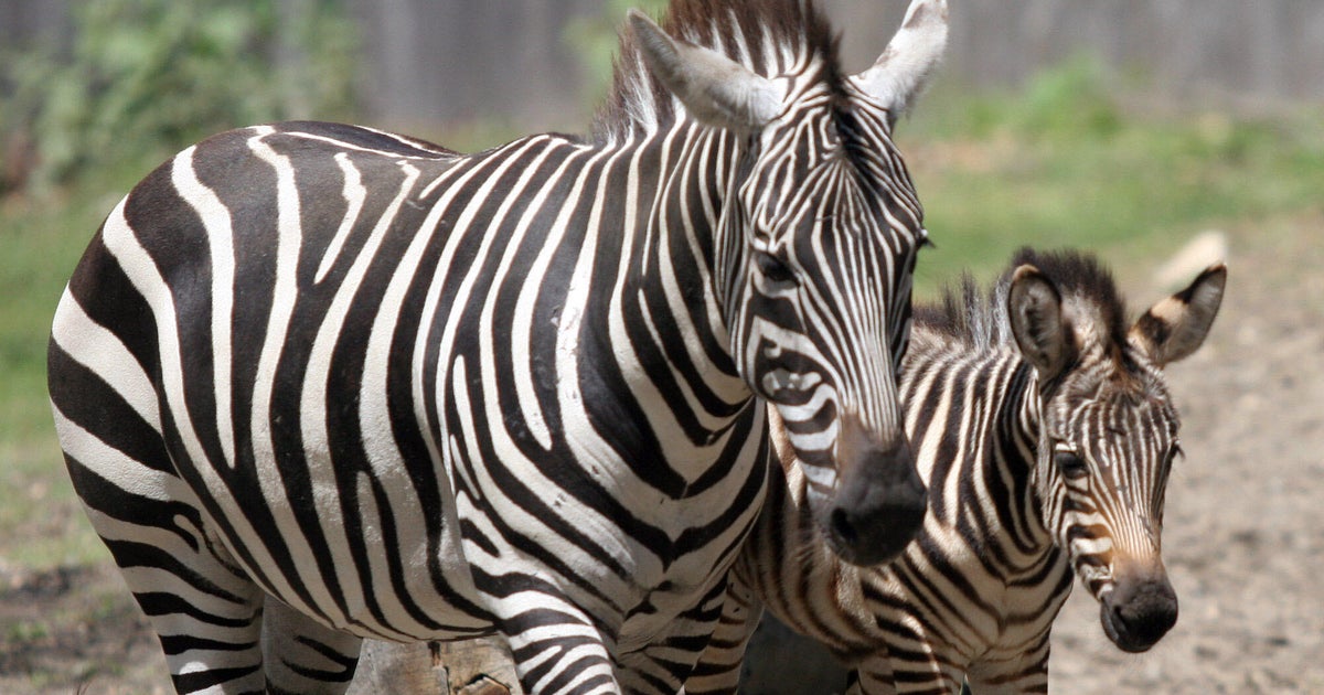 Zebra at Rhode Island zoo dies in "tragic accident" during storm 