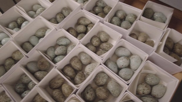 birds-eggs.jpg 