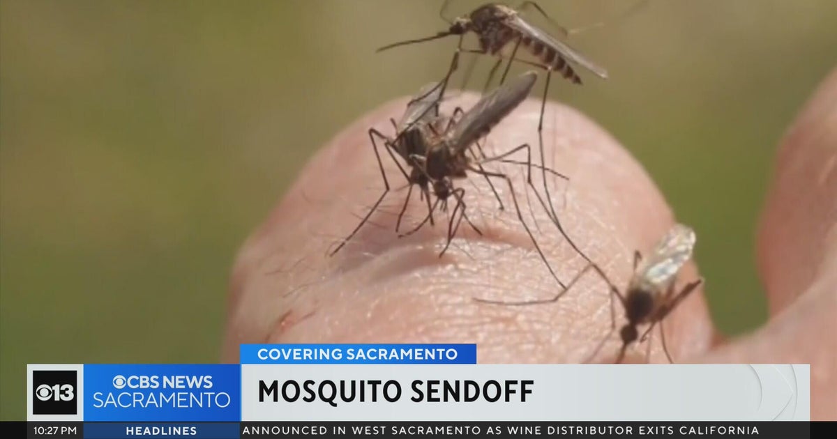 Sterile mosquito releases in Sacramentos south Natomas begin