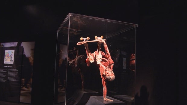 16pkg-ss-f-i-bodyworlds-transfer-frame-1240.jpg 