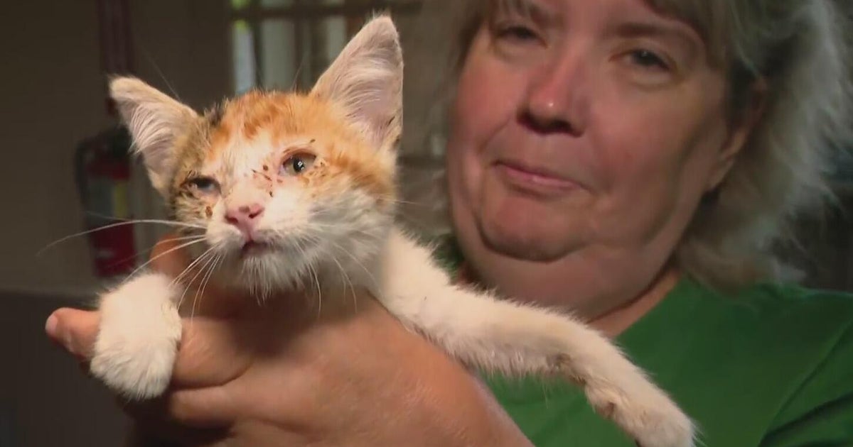 Kerrville nonprofit works to rescue, reunite pets with families lost during Texas flooding 
