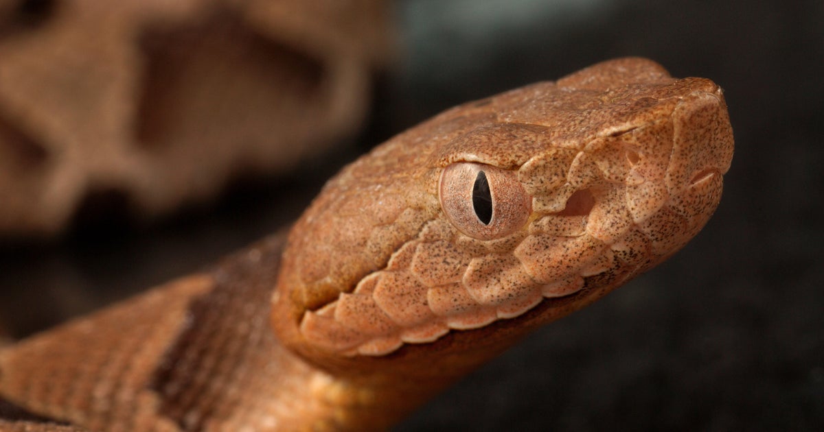 What to know about copperhead snakes in Massachusetts 