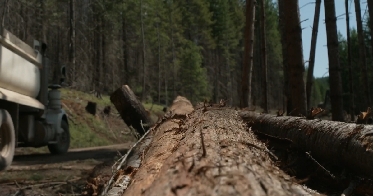 Trump administration wants to increase logging on federal land. Not everyone agrees. 