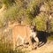 Hiker on how she survived face-to-face encounter with mountain lion
