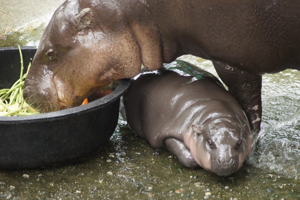 Cüce hippopotamus 