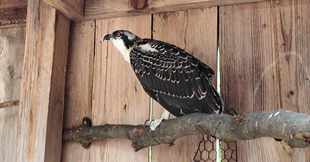 Young osprey saved after lightning strikes nest in Westchester County 