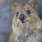 The "smiling" quokkas winning over the world